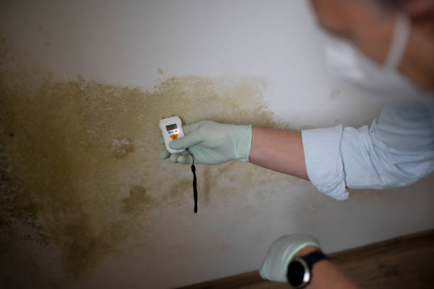 Office Mold Removal Services in Buffalo, MO