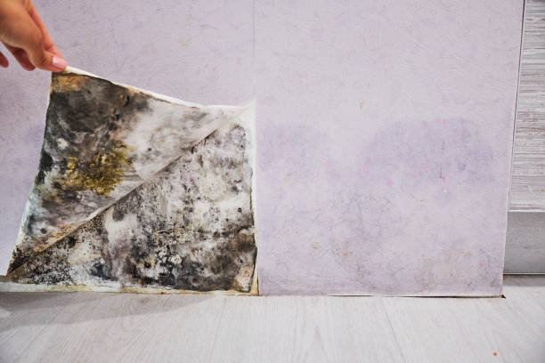 Best Mold Remediation  in Buffalo, MO